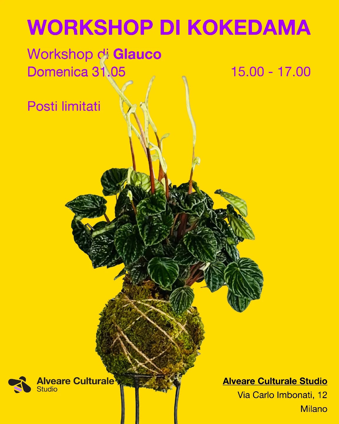 Alveare Culturale Studio