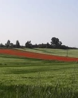 Tragliatella